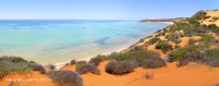 shark bay 29