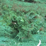 ambon scorpionfish