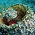 blurrfish