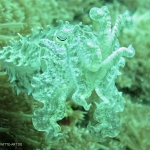 cuttlefish-2