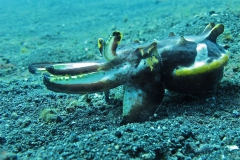 Underwater Life