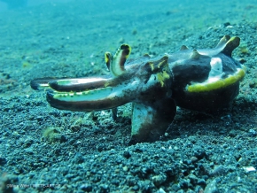 cuttlefish flambion-2