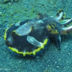 cuttlefish flambion