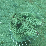 flying gurnard