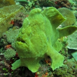 frogfish giant