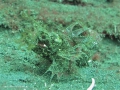 ambon scorpionfish