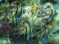 banggai cardinalfish