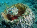 blurrfish