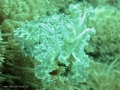 cuttlefish-2