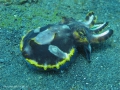 cuttlefish flambion