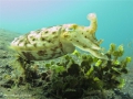 cuttlefish