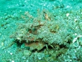 devilfish spiny