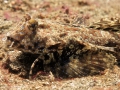 dragonet
