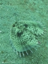 flying gurnard