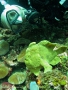 frogfish giant-2