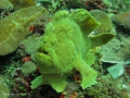 frogfish giant