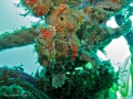 frogfish