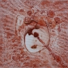 Nr. 415: 30 x 30 cm